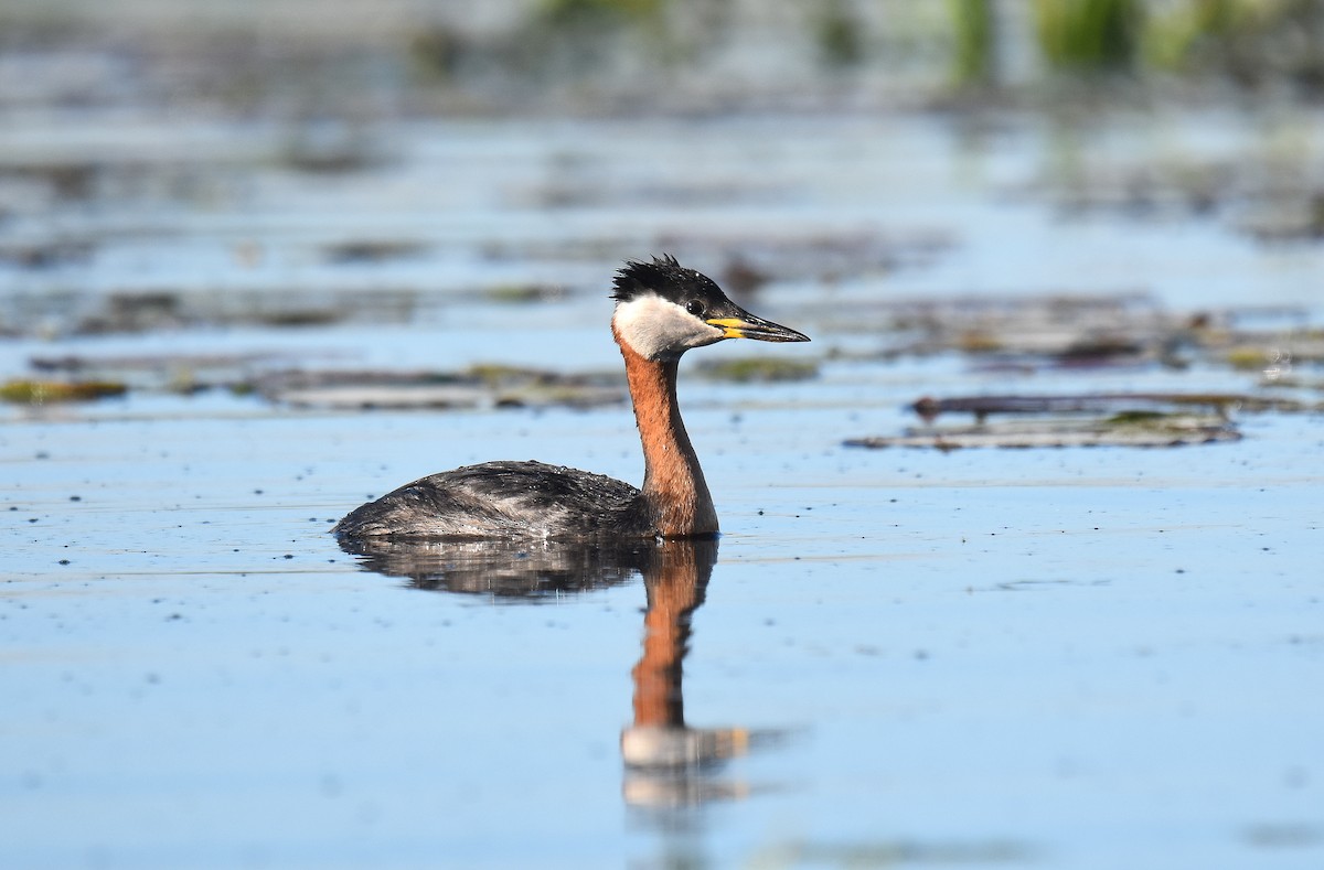 טבלן אפור-לחיים - ML645517565