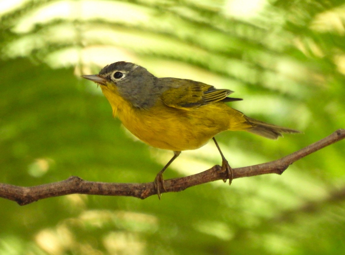 Nashville Warbler - ML645517573