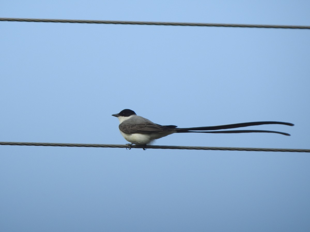 Fork-tailed Flycatcher - ML645517574