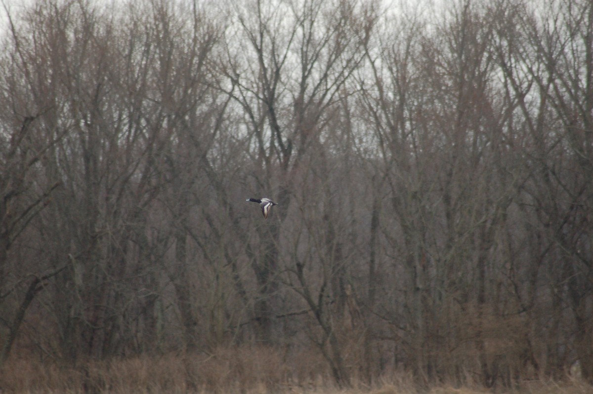 Чернь морська - ML645517577