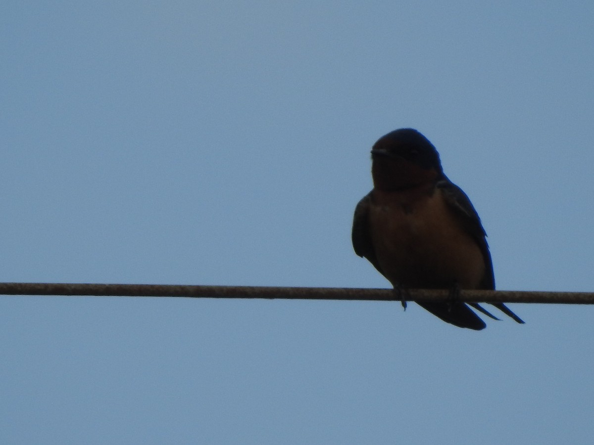 vlaštovka obecná - ML645517583