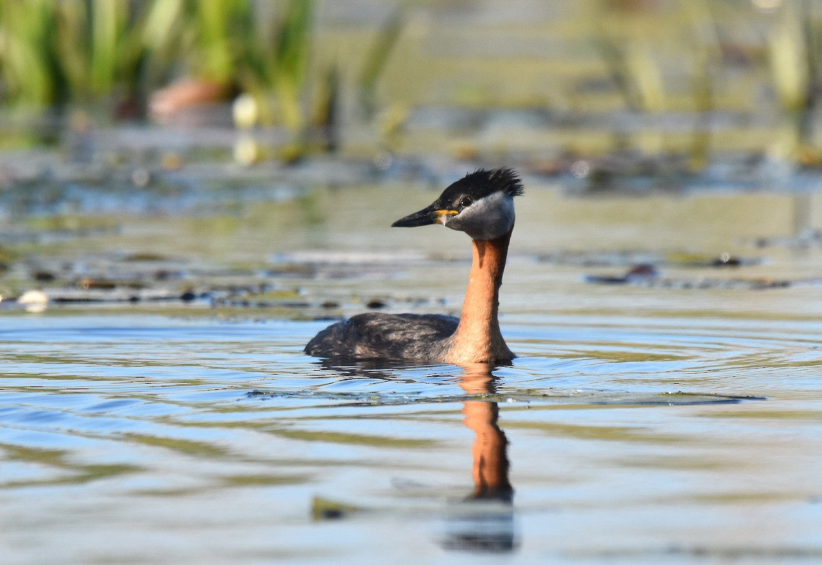 טבלן אפור-לחיים - ML645517586