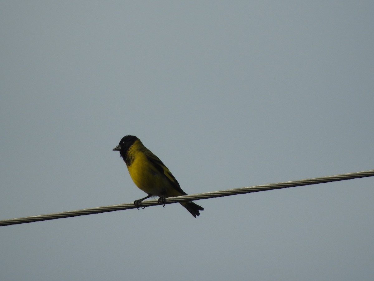 Hooded Siskin - ML645517593