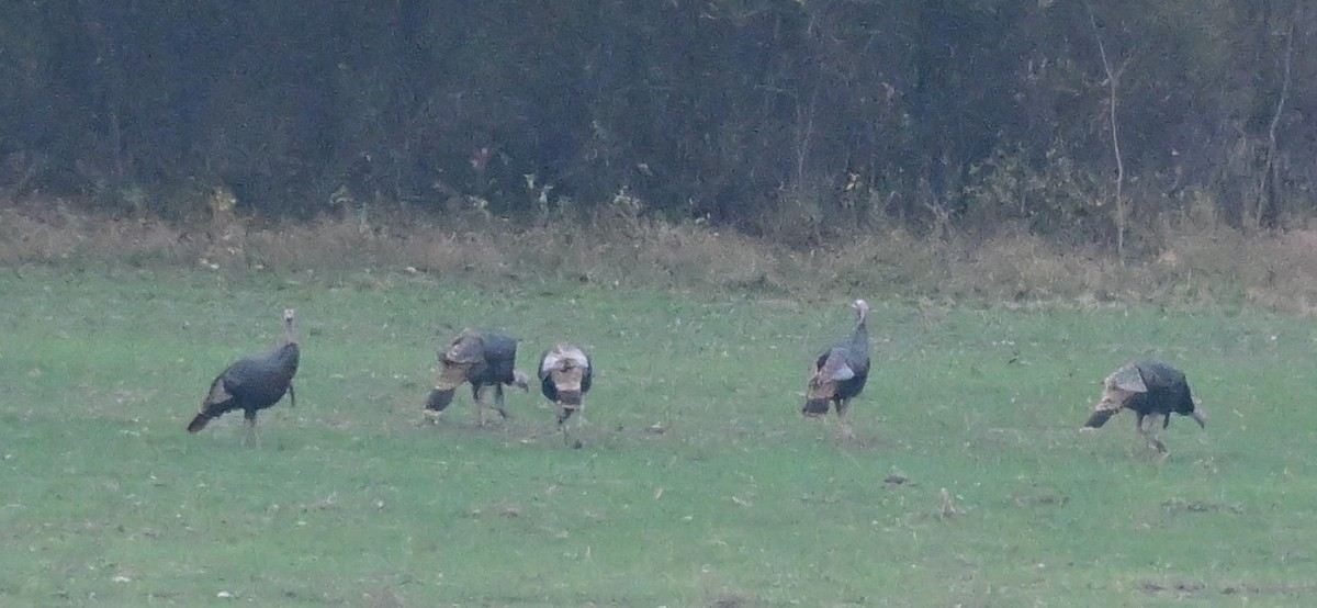 Wild Turkey - ML645517603