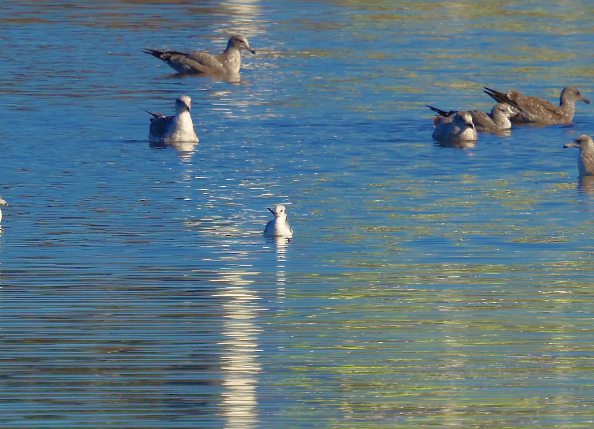 Bonaparte's Gull - ML645517605