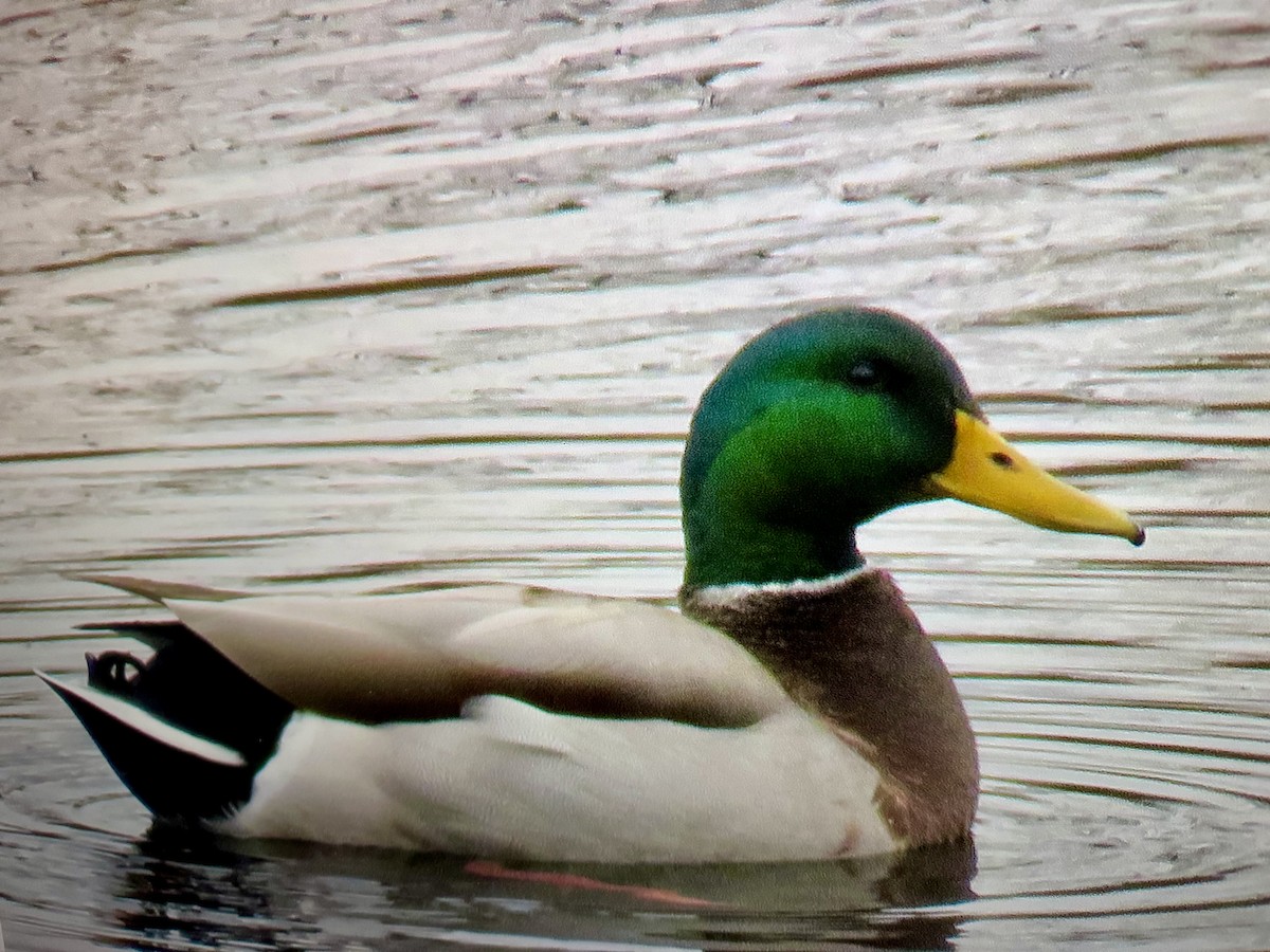 Mallard - ML645517610