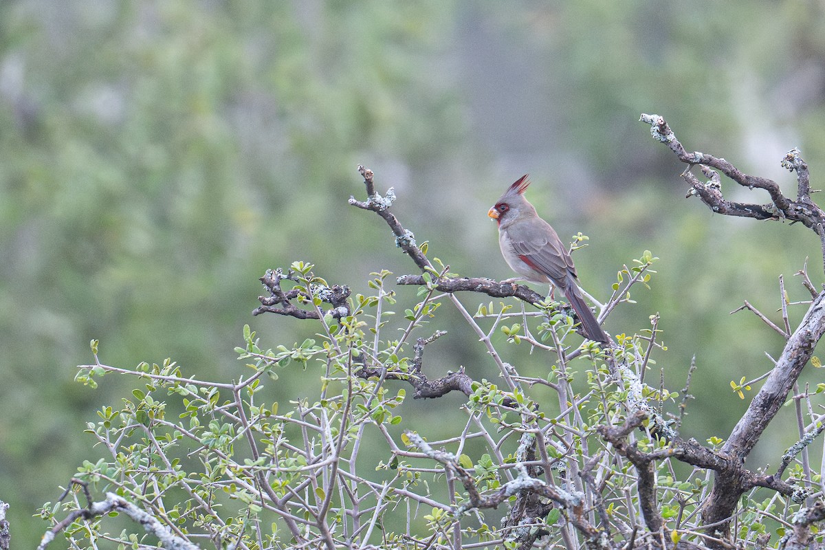 Pyrrhuloxia - ML645517613