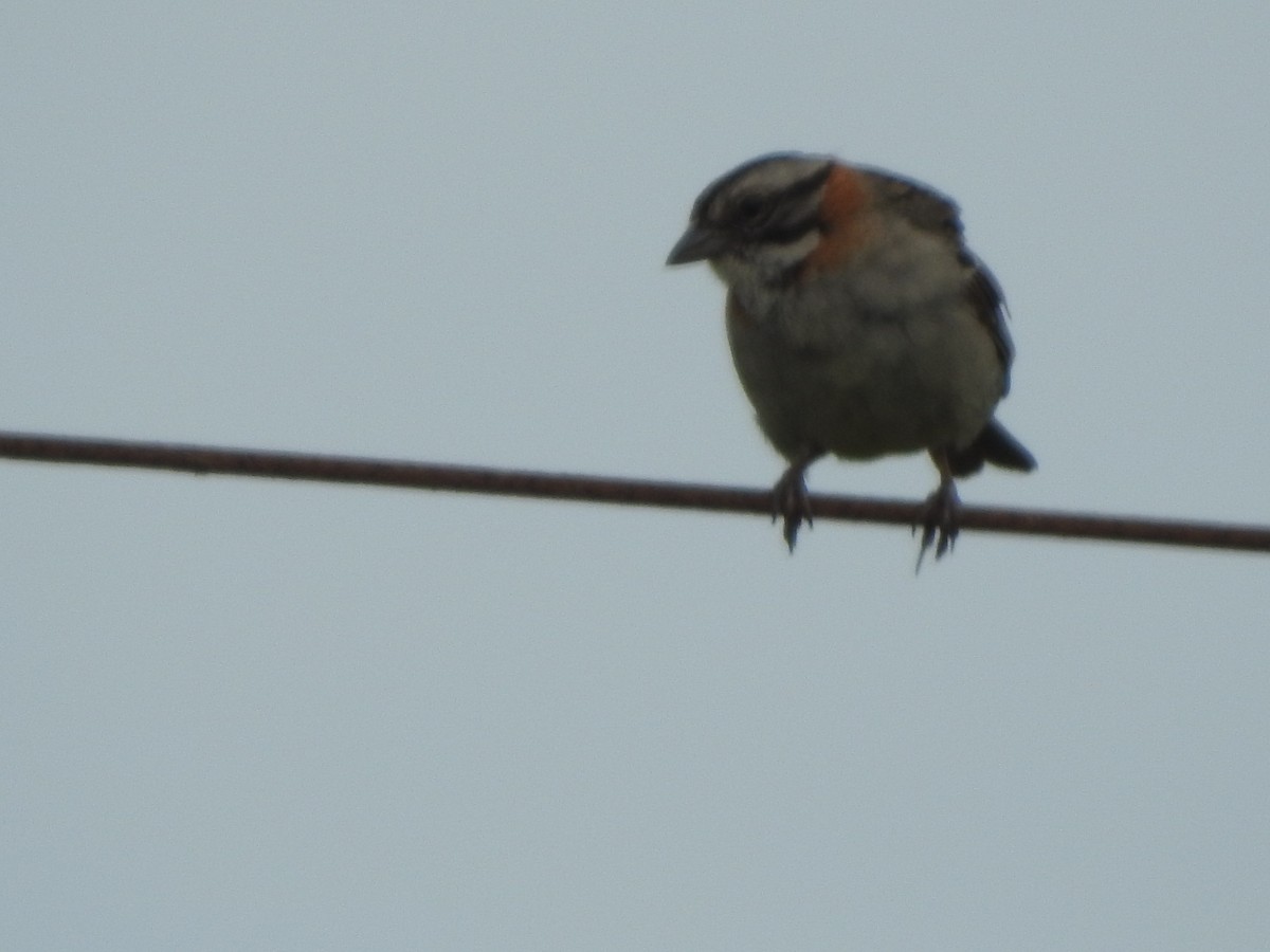 Rufous-collared Sparrow - ML645517617