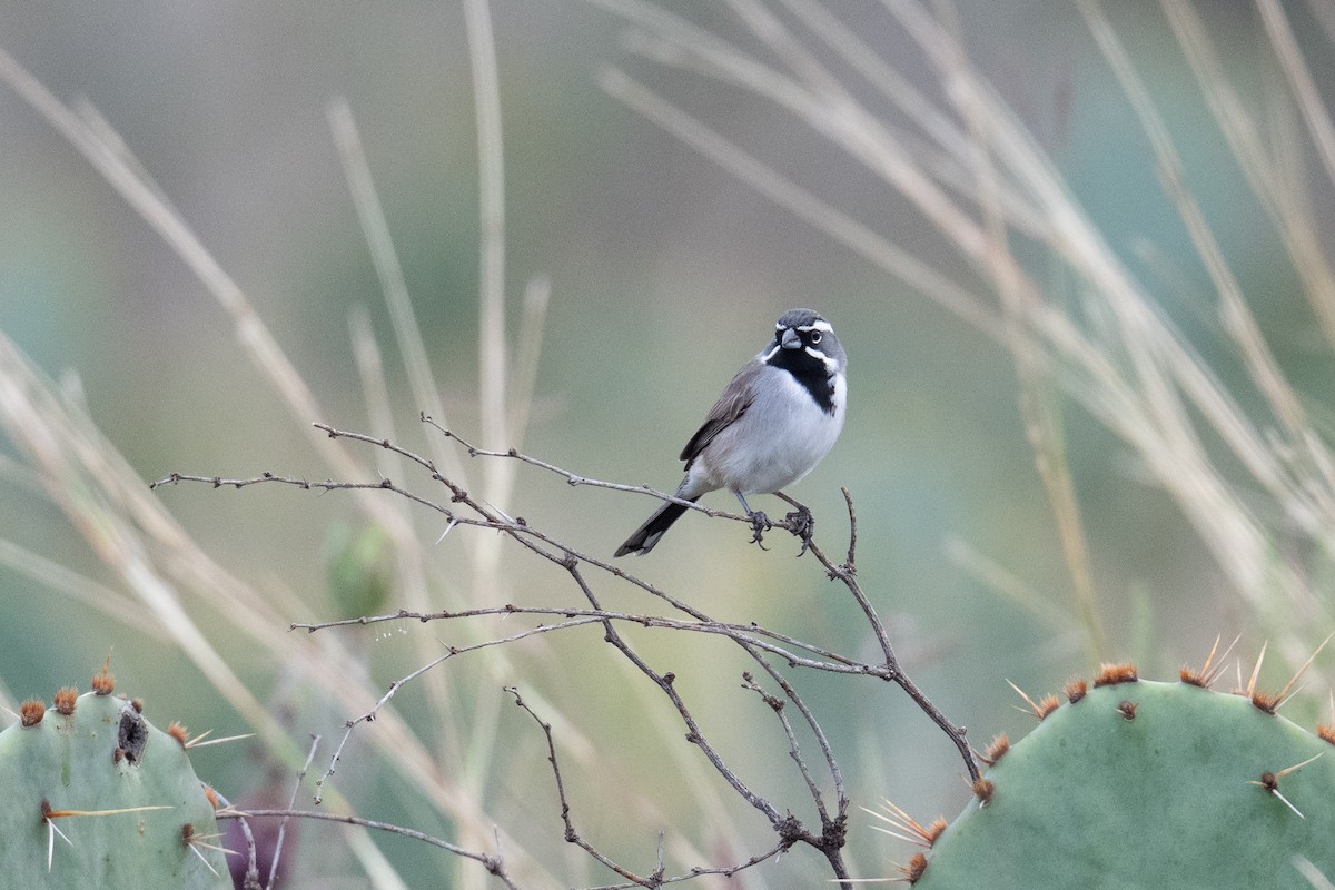 Black-throated Sparrow - ML645517630
