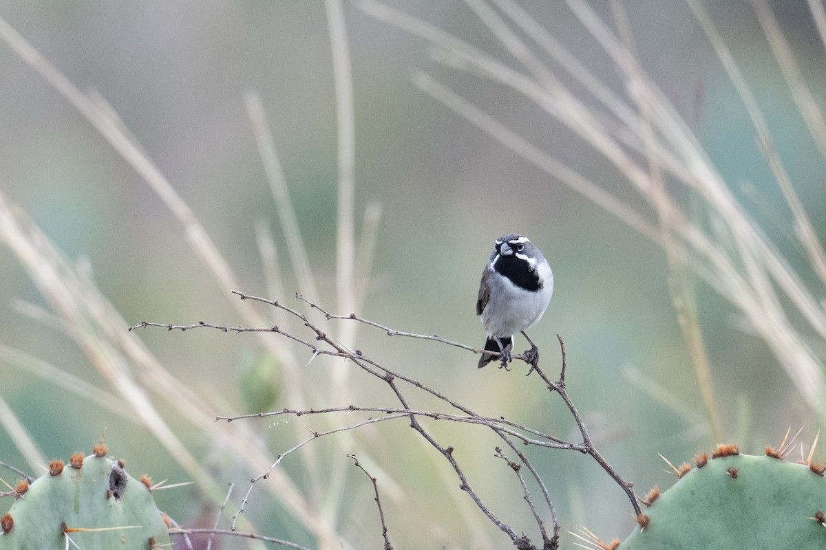 Black-throated Sparrow - ML645517632