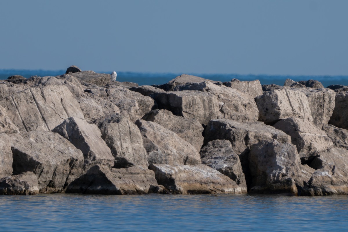 Snowy Owl - ML645517633