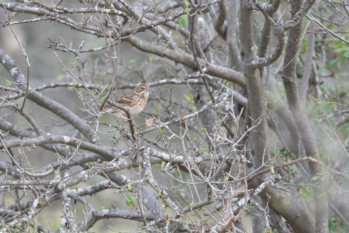 Vesper Sparrow - ML645517649