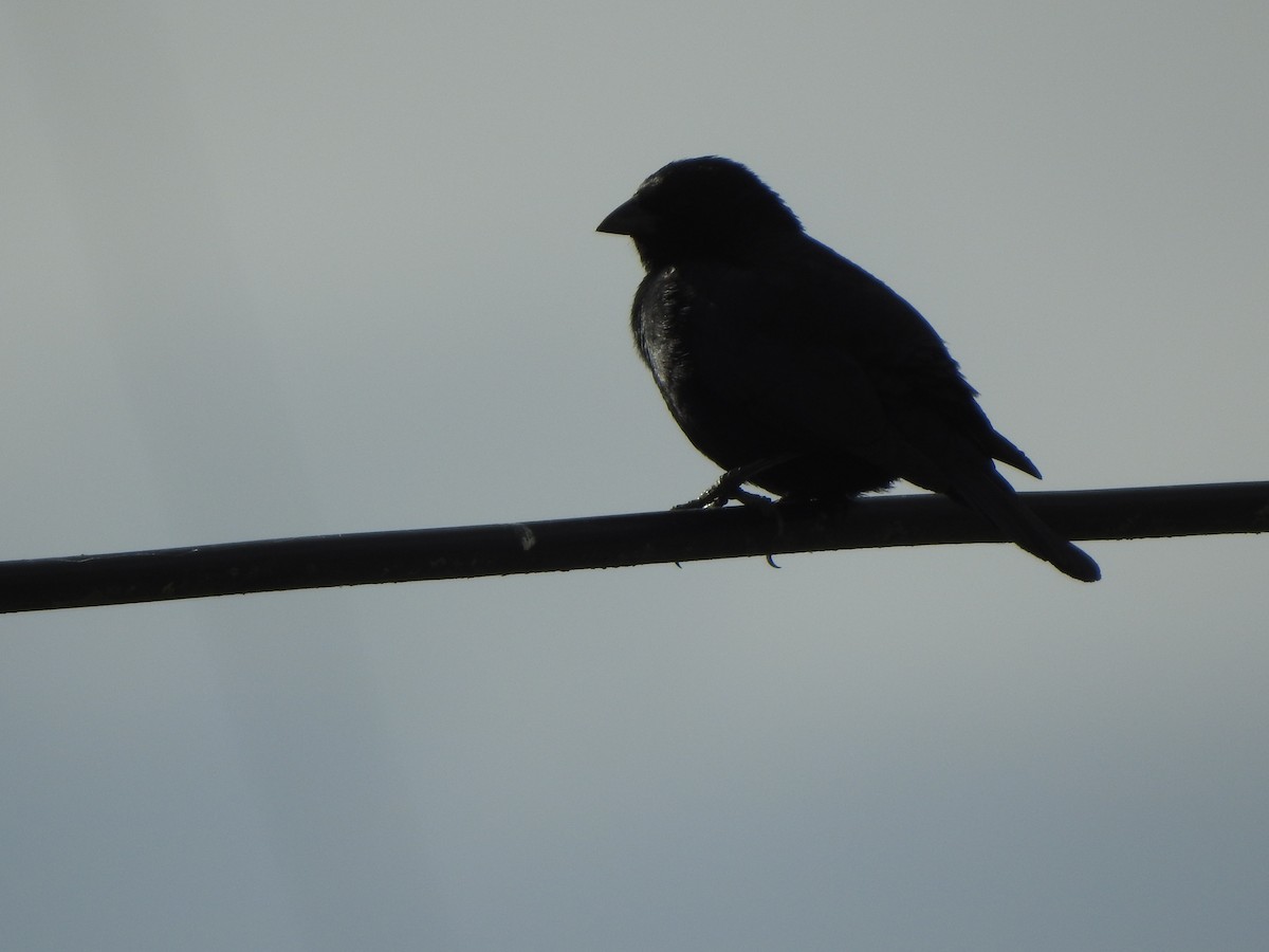 Screaming Cowbird - ML645517653