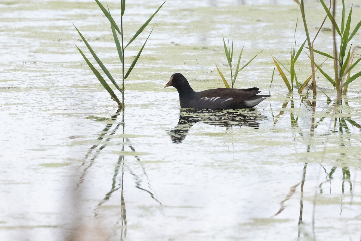 Курочка латиноамериканська - ML645517658