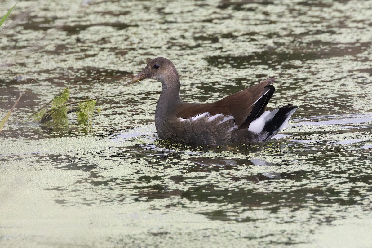 Курочка латиноамериканська - ML645517659