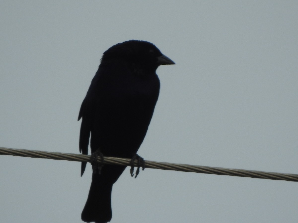 Shiny Cowbird - ML645517663