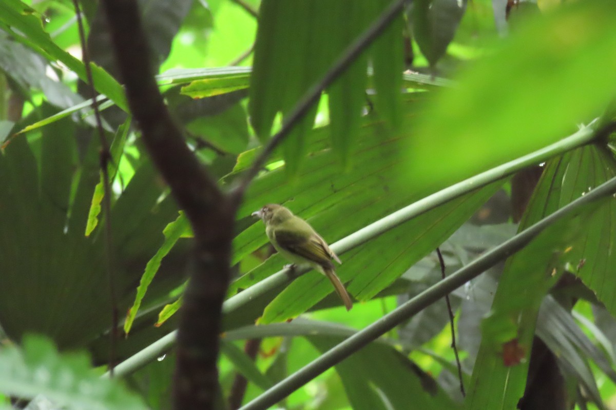 White-flanked Antwren - ML645517673