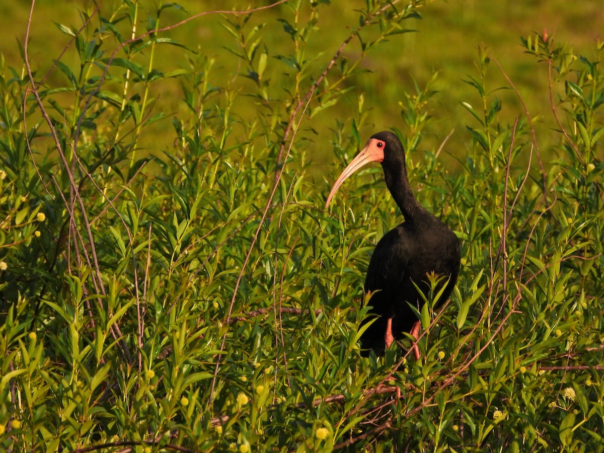 Bare-faced Ibis - ML645517676