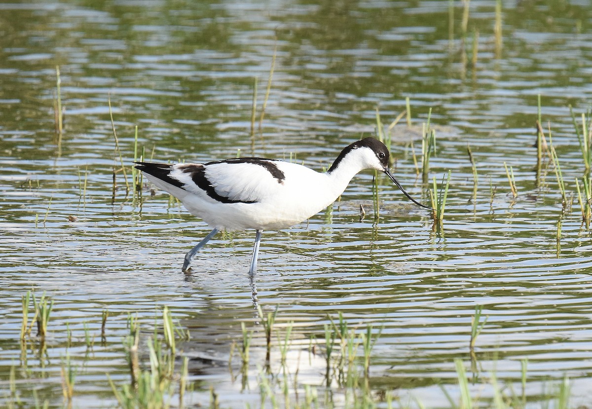 סייפן - ML645517686