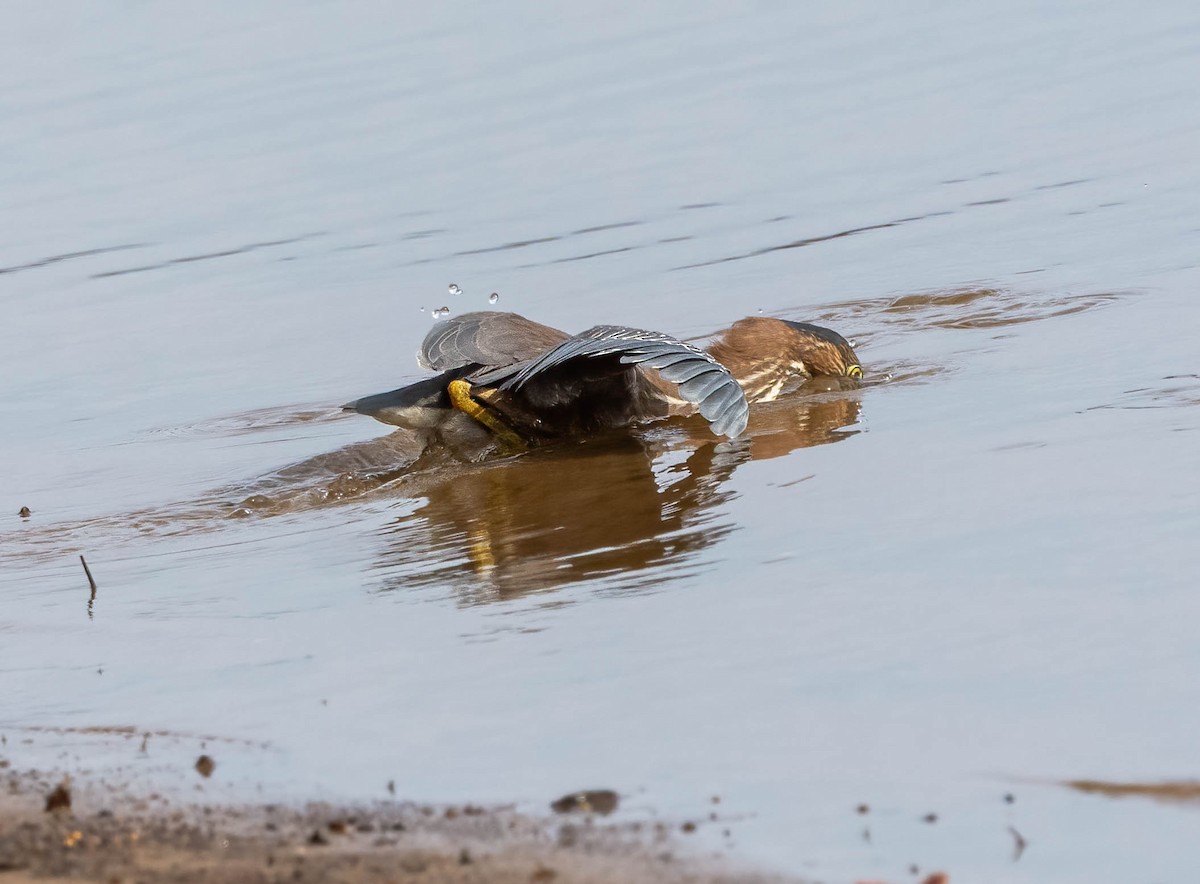Green Heron - ML645517687