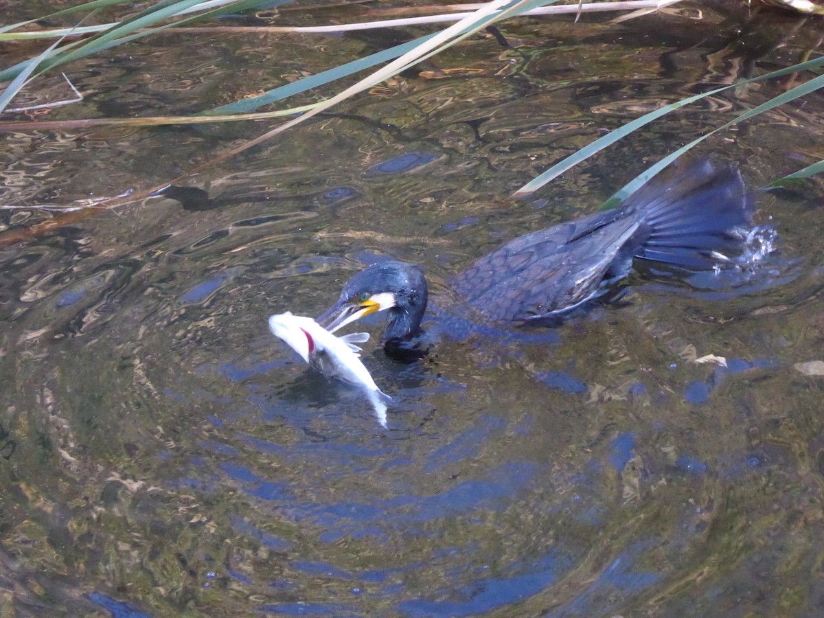 storskarv - ML645517695