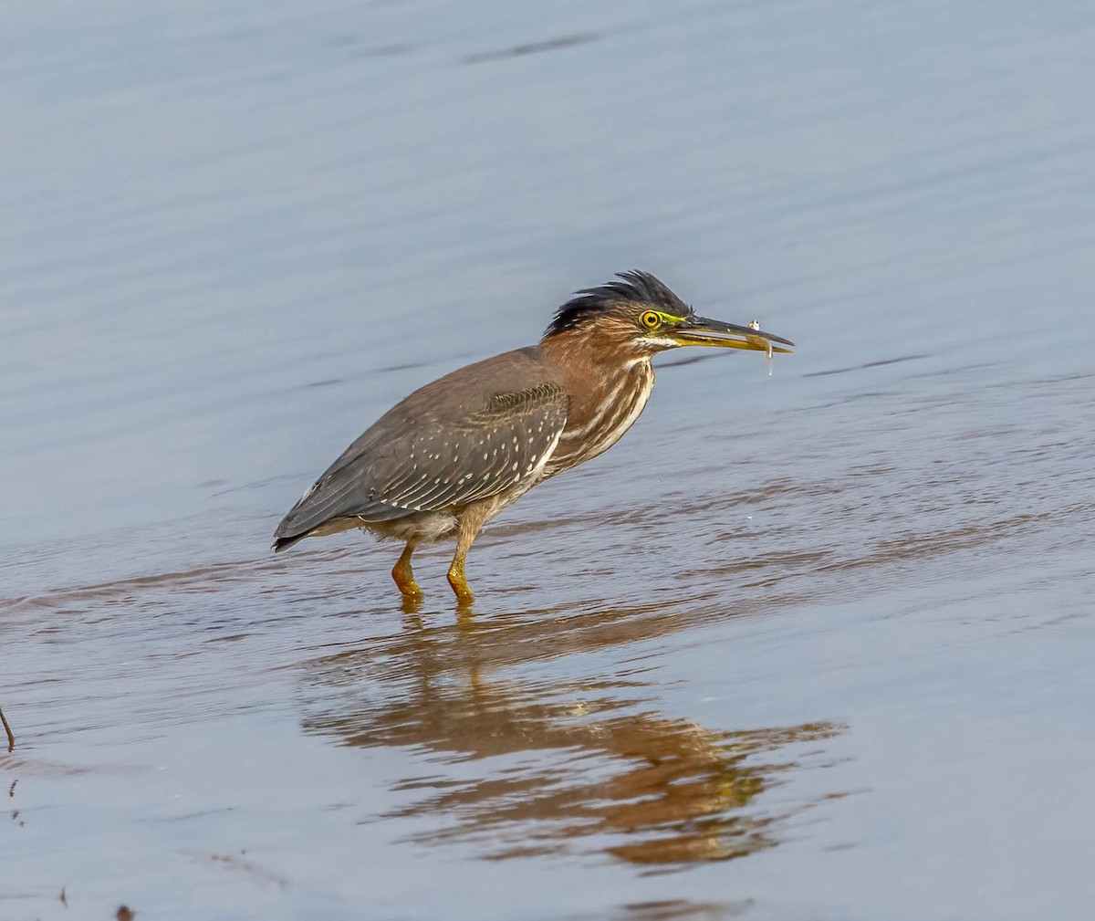 Green Heron - ML645517696