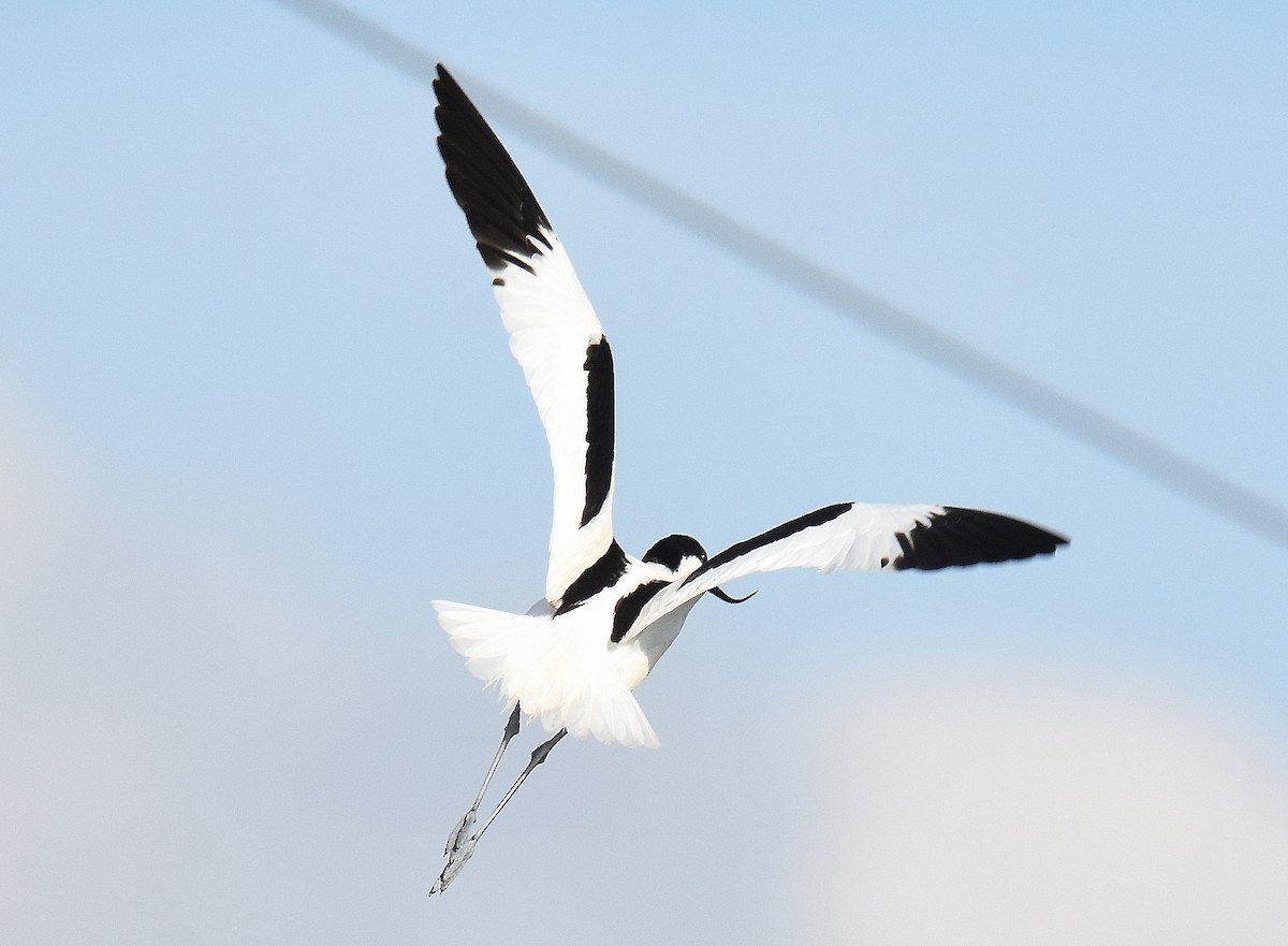 סייפן - ML645517697