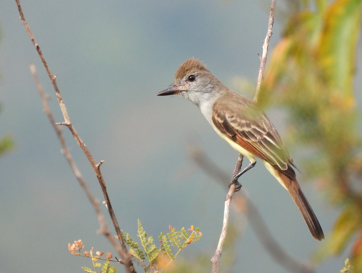 Brown-crested Flycatcher - ML645517699