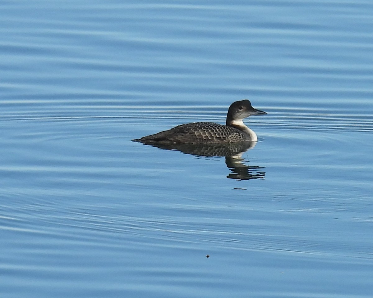 Common Loon - ML645517716