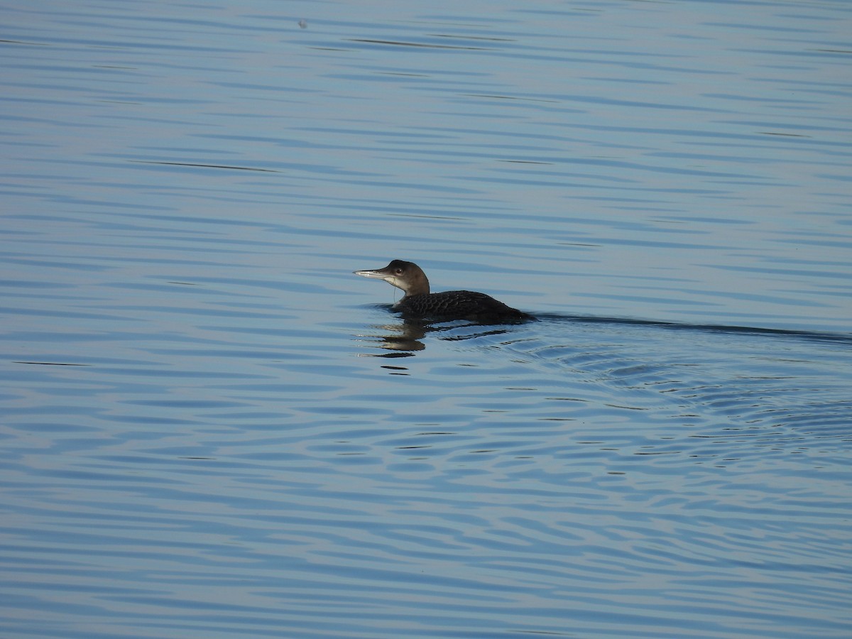 Common Loon - ML645517717