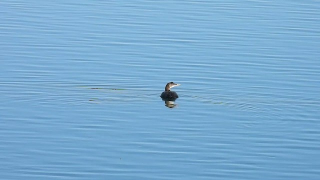 Common Loon - ML645517719