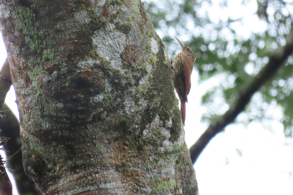 Streak-headed Woodcreeper - ML645517727