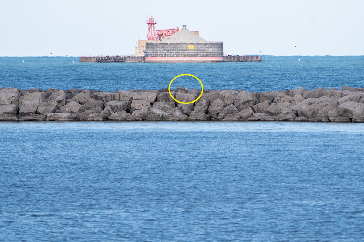 Snowy Owl - ML645517728