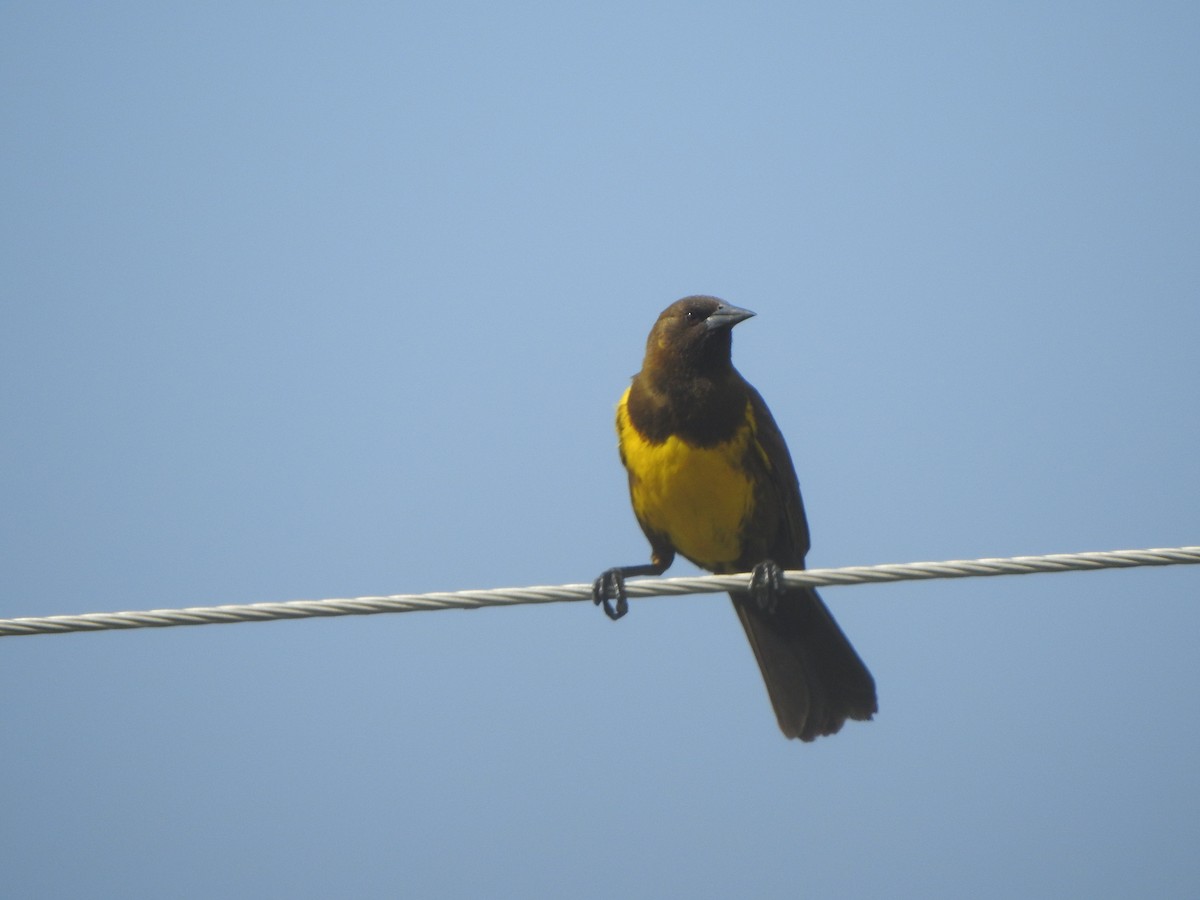 Brown-and-yellow Marshbird - ML645517730