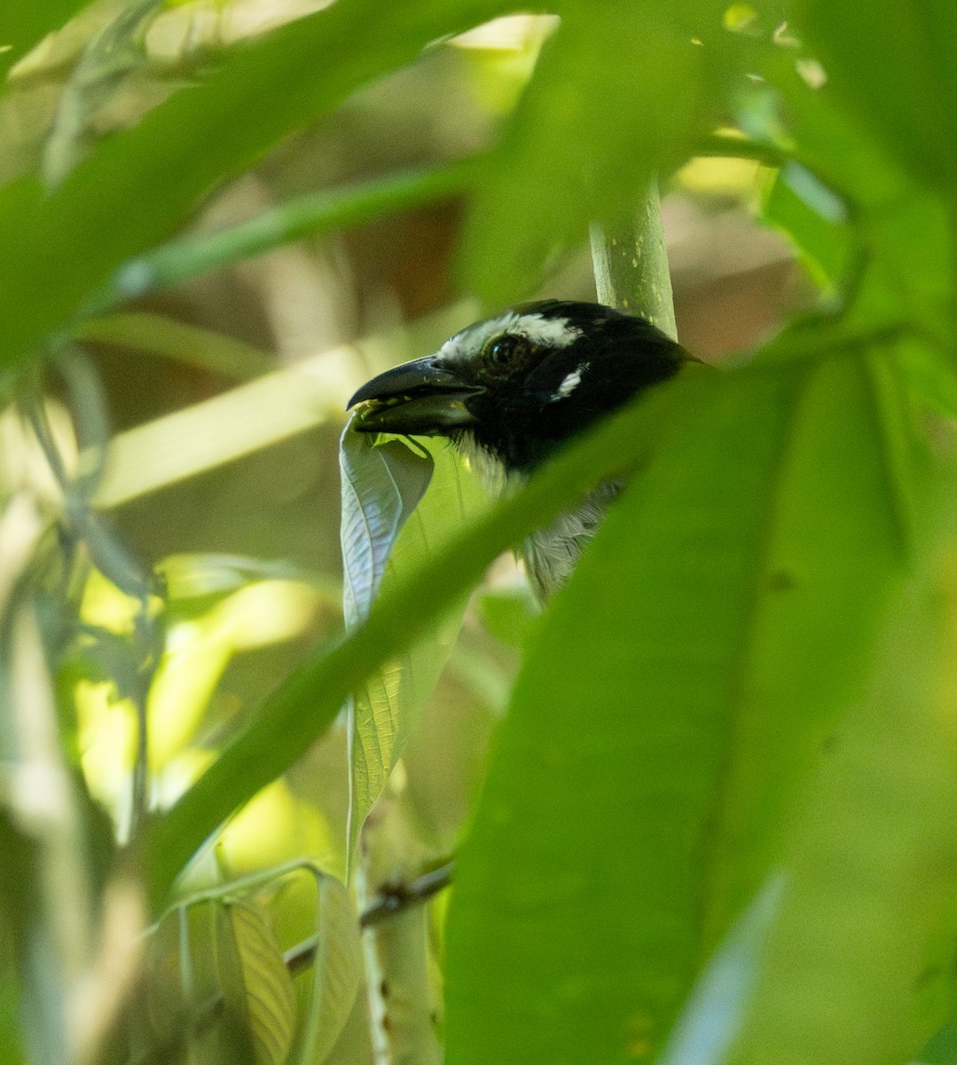 ハグロイカル - ML645517731