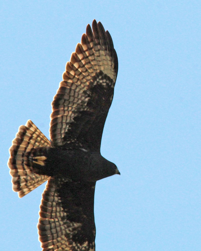 Busardo Colicorto - ML645517735