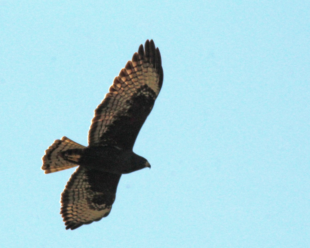 Busardo Colicorto - ML645517736