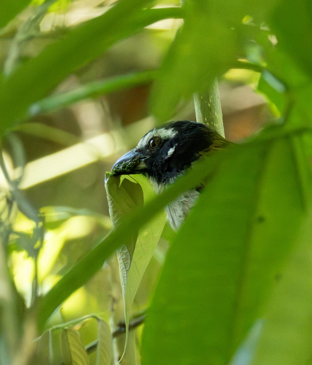 ハグロイカル - ML645517738