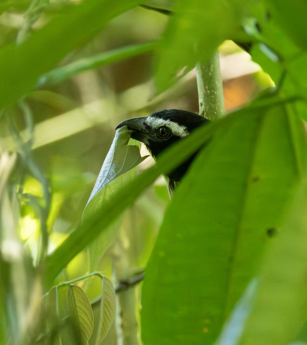 ハグロイカル - ML645517740