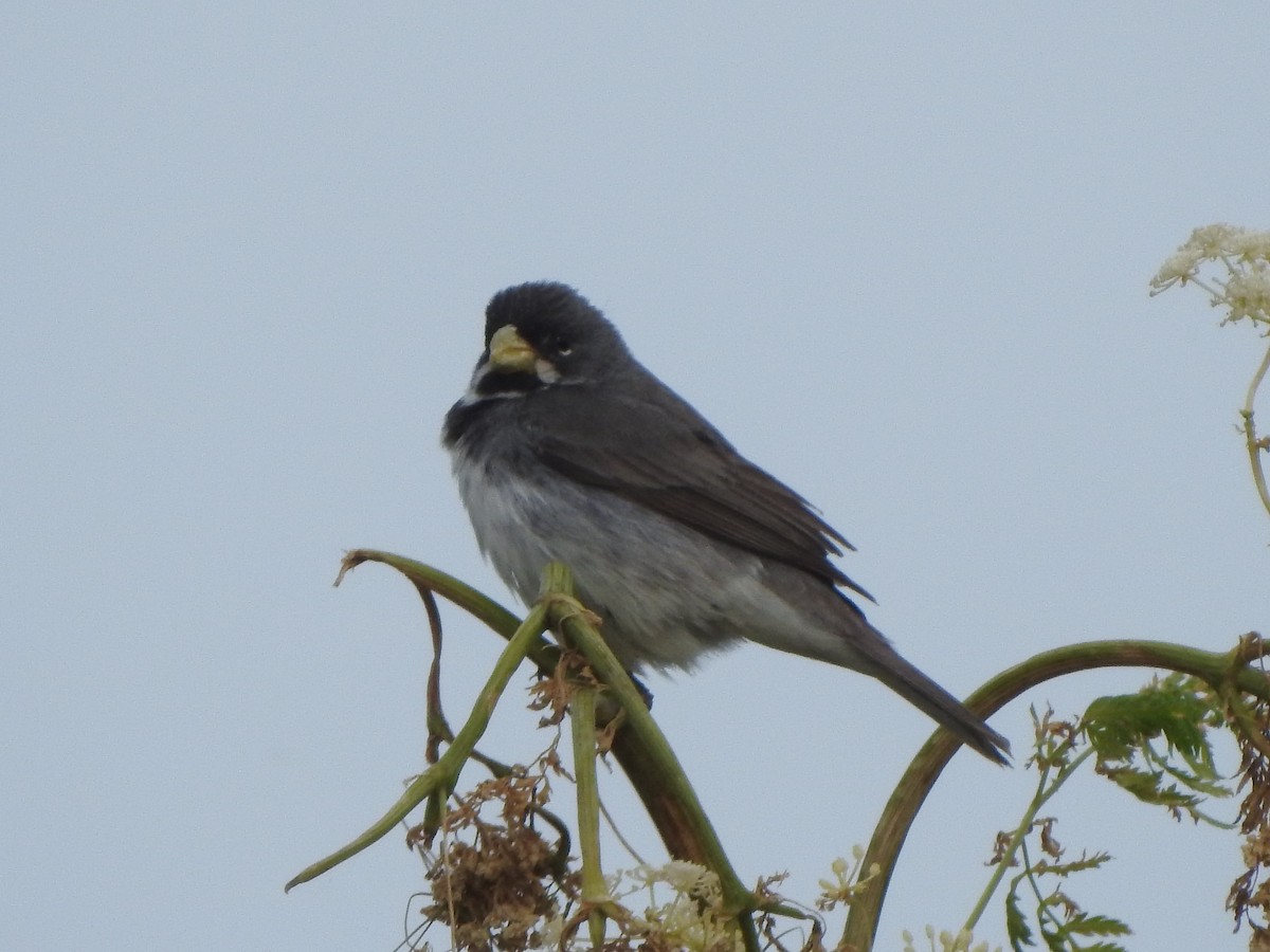 Double-collared Seedeater - ML645517743