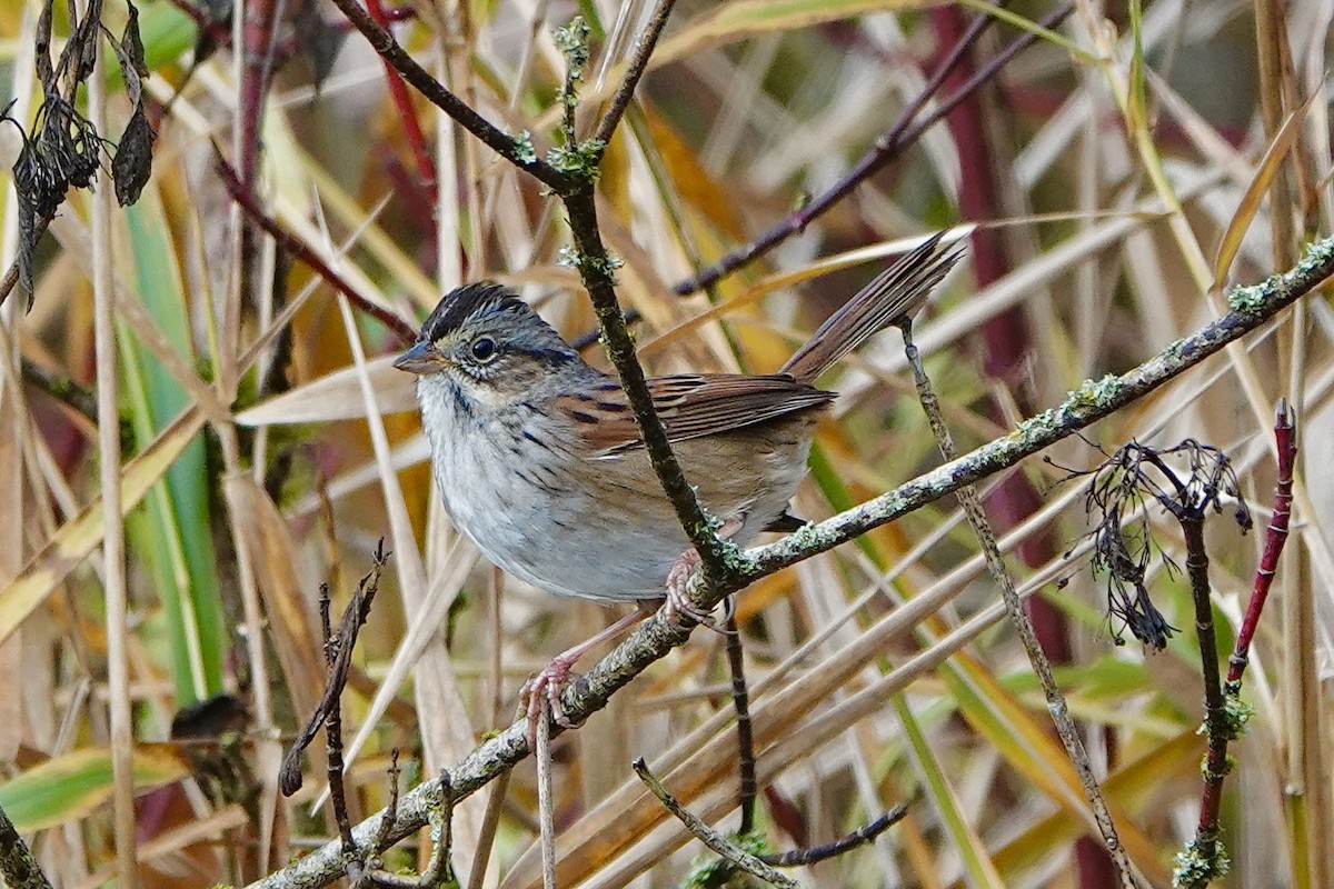 Swamp Sparrow - ML645517747