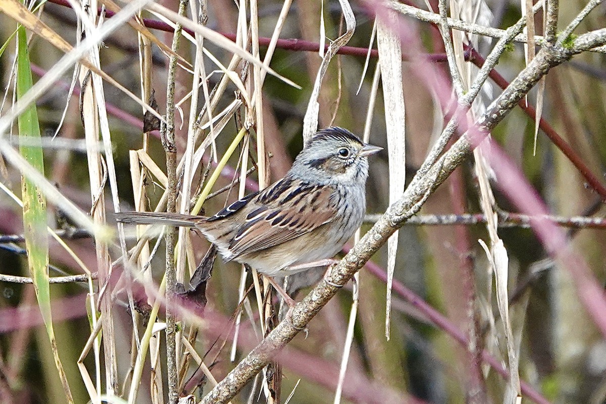 Swamp Sparrow - ML645517748