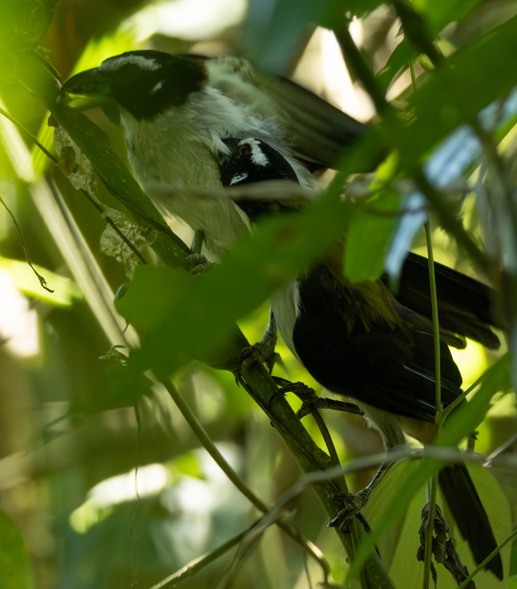 ハグロイカル - ML645517754