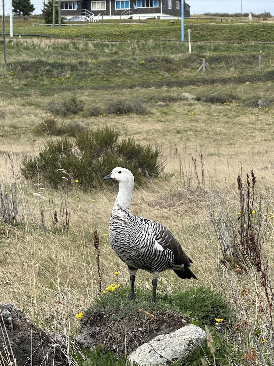 Upland Goose (Bar-breasted) - ML645517756