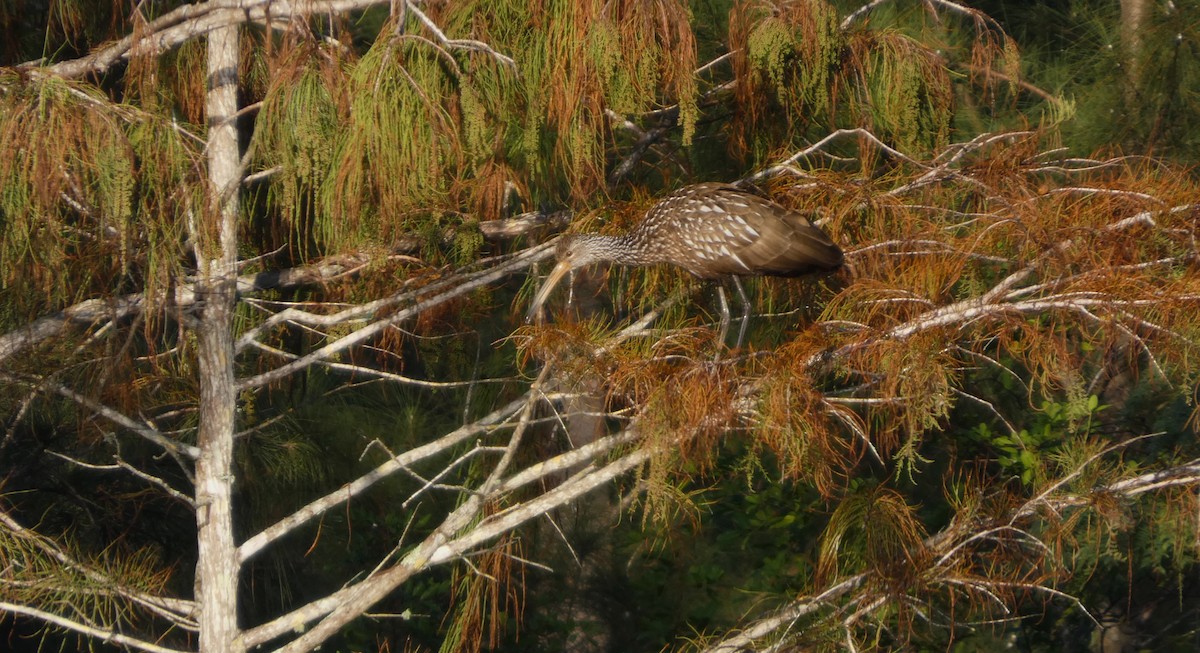 Limpkin - ML645517757