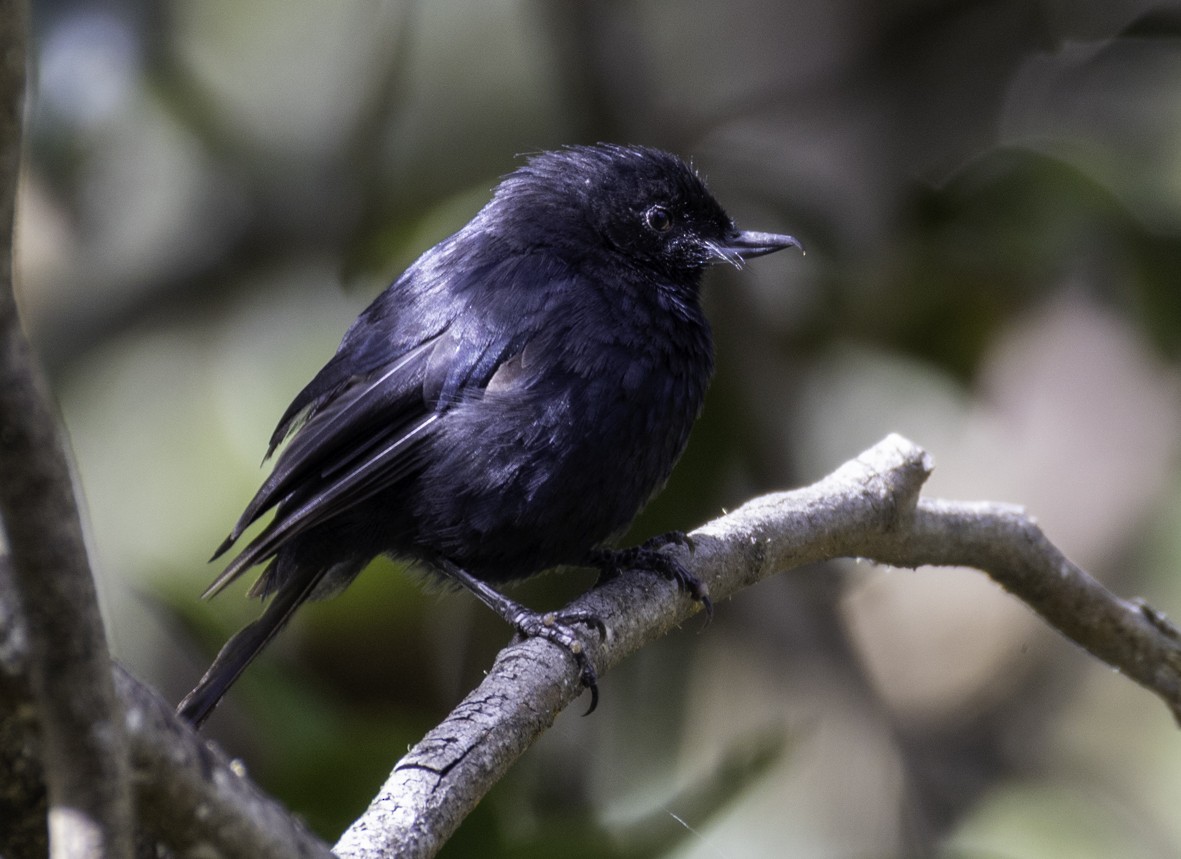 Black Flowerpiercer - ML645517767