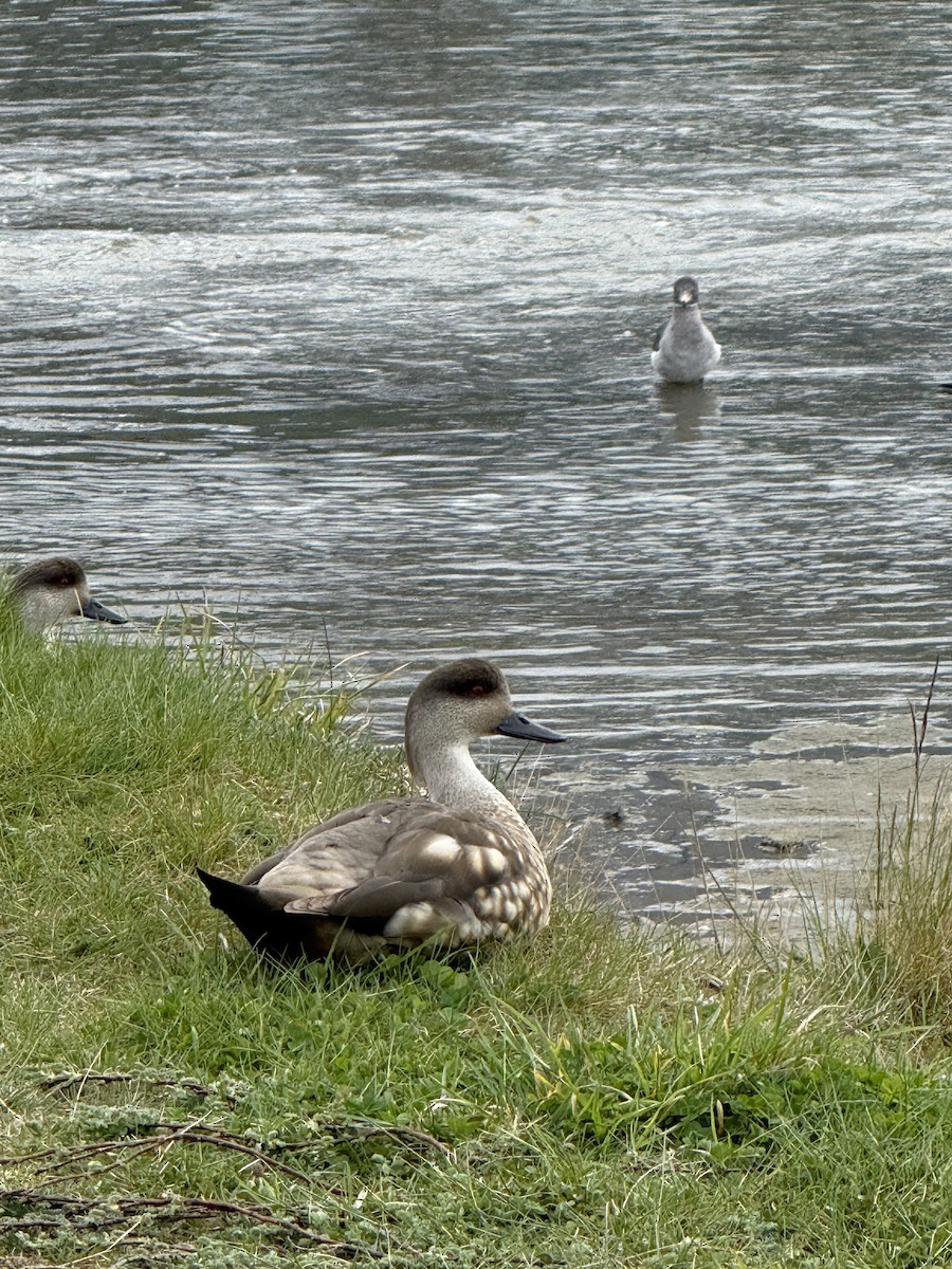 Crested Duck - ML645517768