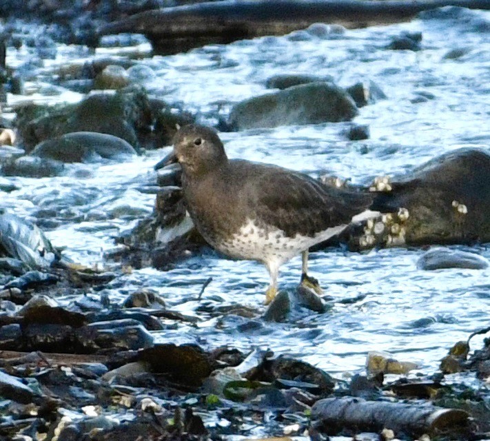 Surfbird - ML645517769