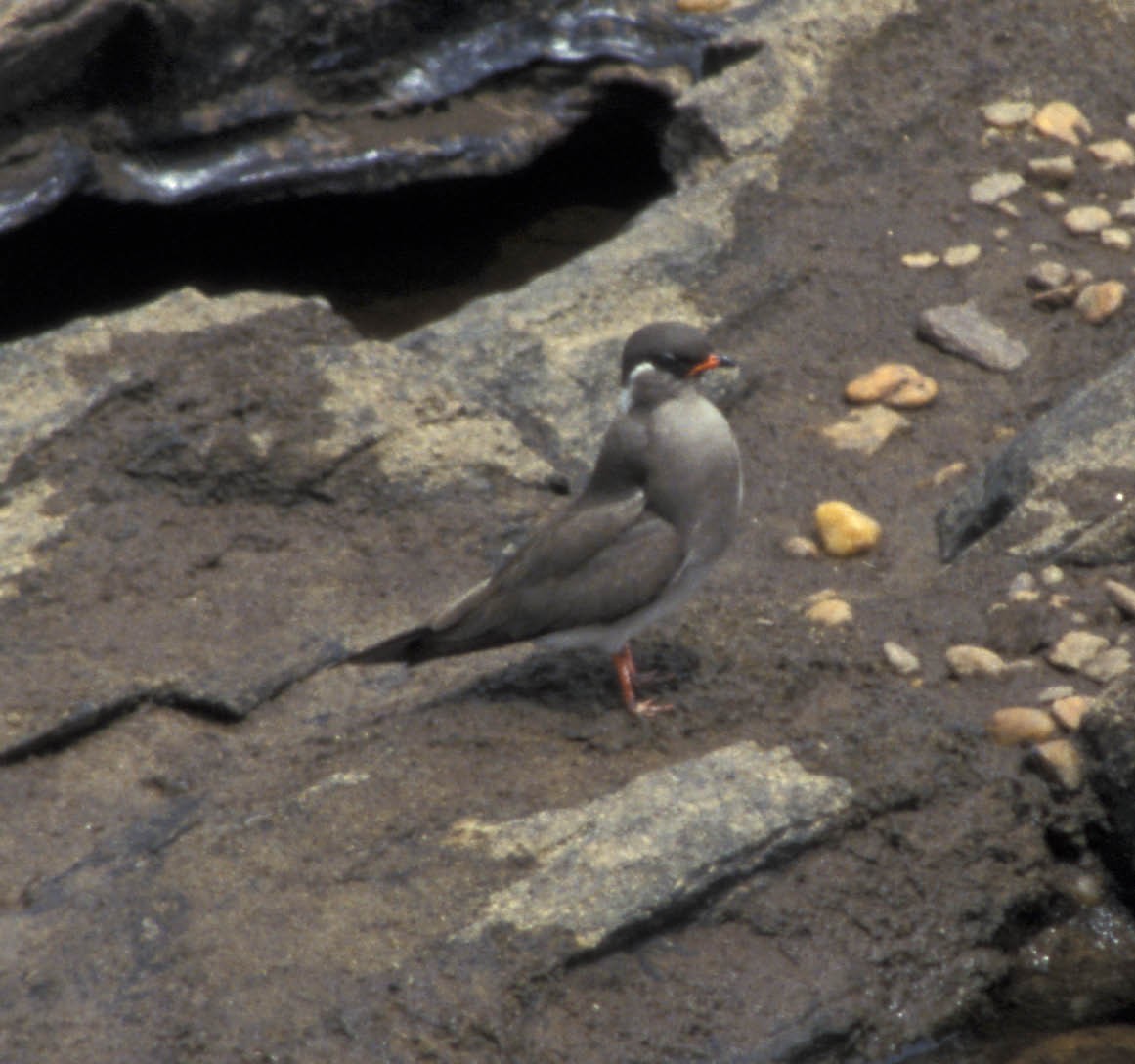 Rock Pratincole - ML645517772