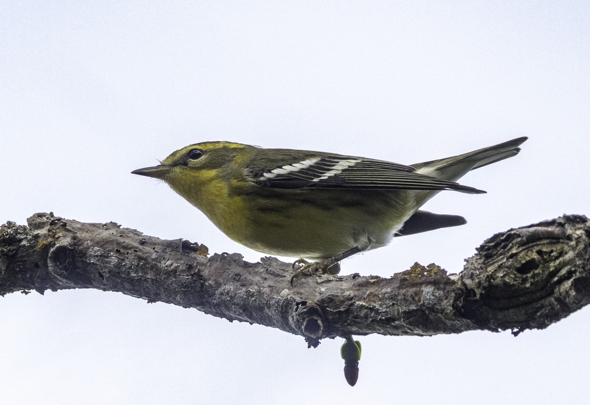 Blackburnian Warbler - ML645517773
